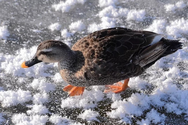 冬日里，康巴诺尔湖畔的斑嘴鸭