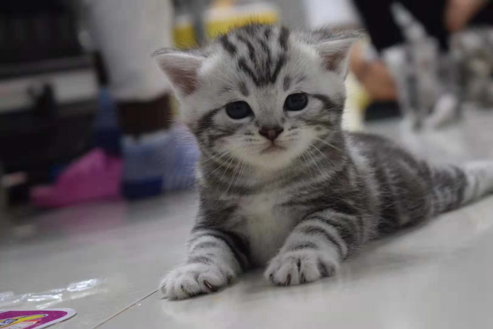 可爱到爆的自家繁殖纯种虎斑猫50多天了可出售